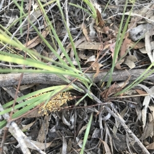 Lomandra multiflora at Bruce, ACT - 12 Oct 2020 05:53 PM