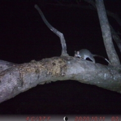 Pseudocheirus peregrinus (Common Ringtail Possum) at Rob Roy Range - 10 Oct 2020 by ChrisHolder