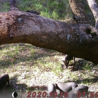 Sus scrofa (Wild Boar, Feral Pig) at Tuggeranong DC, ACT - 10 Oct 2020 by ChrisHolder