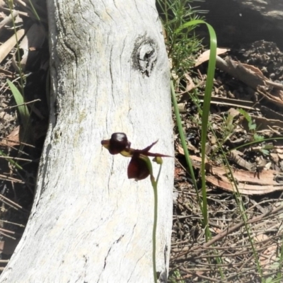 Caleana major (Large Duck Orchid) at Bundanoon, NSW - 11 Oct 2020 by Wonga