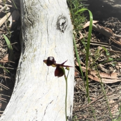 Caleana major (Large Duck Orchid) at Bundanoon - 12 Oct 2020 by Wonga