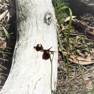 Caleana major (Large Duck Orchid) at Bundanoon - 11 Oct 2020 by Wonga