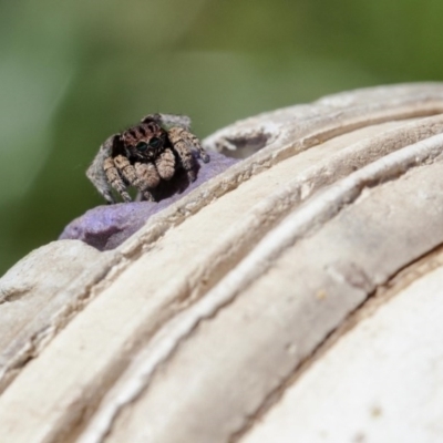 Maratus vespertilio (Bat-like peacock spider) at Forde, ACT - 11 Oct 2020 by SallyandPeter