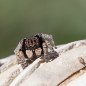 Maratus vespertilio at Forde, ACT - 11 Oct 2020