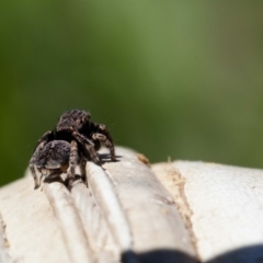 Maratus vespertilio at Forde, ACT - 11 Oct 2020