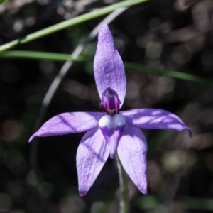 Glossodia major at Yass River, NSW - 12 Oct 2020