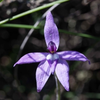 Glossodia major (Wax Lip Orchid) at Yass River, NSW - 12 Oct 2020 by SallyandPeter