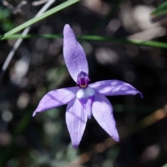 Glossodia major at Yass River, NSW - 12 Oct 2020