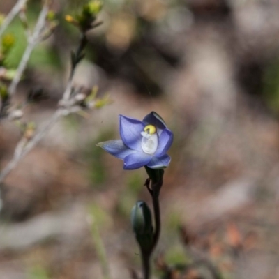 Thelymitra sp. (pauciflora complex) (Sun Orchid) at Yass River, NSW - 12 Oct 2020 by SallyandPeter