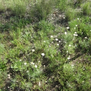 Leucochrysum albicans subsp. tricolor at Farrer, ACT - suppressed