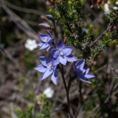 Thelymitra ixioides (Dotted Sun Orchid) at Yass River, NSW - 12 Oct 2020 by SallyandPeter