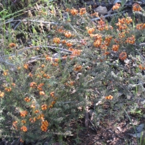 Dillwynia sp. at Farrer, ACT - 11 Oct 2020