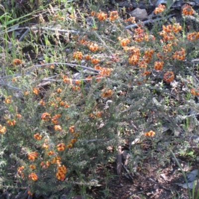 Dillwynia sp. at Farrer, ACT - 11 Oct 2020 by croweater