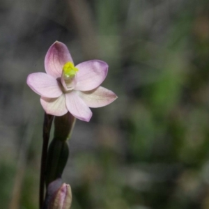 Thelymitra carnea at Yass River, NSW - 12 Oct 2020