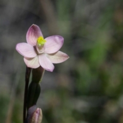 Thelymitra carnea (Tiny Sun Orchid) at Yass River, NSW - 12 Oct 2020 by SallyandPeter
