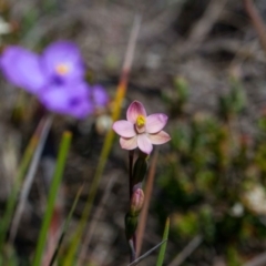 Thelymitra carnea at Yass River, NSW - 12 Oct 2020