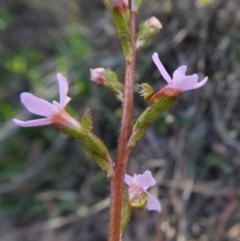 Stylidium graminifolium (Grass Triggerplant) at Yass River, NSW - 11 Oct 2020 by SenexRugosus