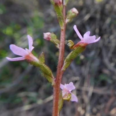 Stylidium graminifolium (grass triggerplant) at Yass River, NSW - 11 Oct 2020 by SenexRugosus