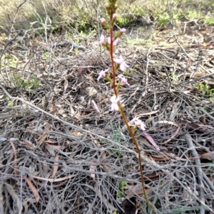 Stylidium graminifolium at Yass River, NSW - 11 Oct 2020