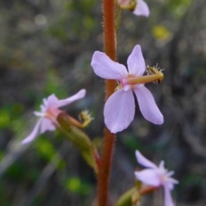 Stylidium graminifolium at Yass River, NSW - 11 Oct 2020