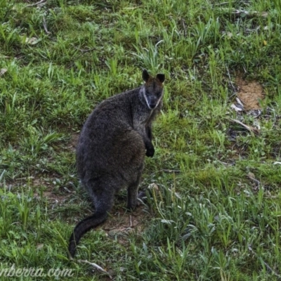 Wallabia bicolor (Swamp Wallaby) at Cuumbeun Nature Reserve - 3 Oct 2020 by BIrdsinCanberra