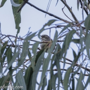 Sericornis frontalis at Carwoola, NSW - 4 Oct 2020