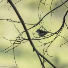 Sericornis frontalis at Carwoola, NSW - 4 Oct 2020