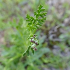 Daucus glochidiatus (Australian Carrot) at Yass River, NSW - 11 Oct 2020 by SenexRugosus