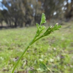 Daucus glochidiatus at Yass River, NSW - 11 Oct 2020 03:04 PM