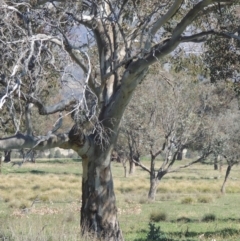 Eucalyptus blakelyi (Blakely's Red Gum) at Gordon, ACT - 26 Aug 2020 by michaelb