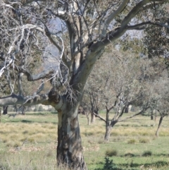 Eucalyptus blakelyi (Blakely's Red Gum) at Lanyon - northern section A.C.T. - 26 Aug 2020 by michaelb