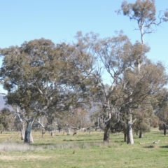 Eucalyptus blakelyi at Gordon, ACT - 26 Aug 2020