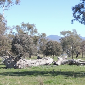 Eucalyptus blakelyi at Gordon, ACT - 26 Aug 2020