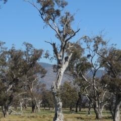 Eucalyptus blakelyi (Blakely's Red Gum) at Lanyon - northern section A.C.T. - 26 Aug 2020 by michaelb