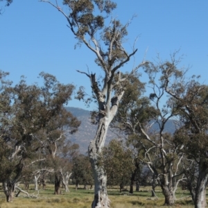 Eucalyptus blakelyi at Lanyon - northern section A.C.T. - 26 Aug 2020