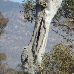 Eucalyptus blakelyi at Lanyon - northern section A.C.T. - 26 Aug 2020