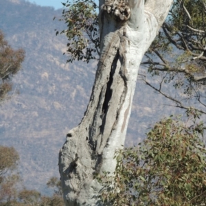 Eucalyptus blakelyi at Gordon, ACT - 26 Aug 2020