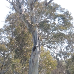Eucalyptus blakelyi at Lanyon - northern section A.C.T. - 26 Aug 2020