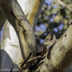 Daphoenositta chrysoptera (Varied Sittella) at Carwoola, NSW - 4 Oct 2020 by JonSteinbeck