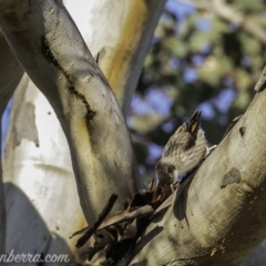 Daphoenositta chrysoptera (Varied Sittella) at Cuumbeun Nature Reserve - 3 Oct 2020 by BIrdsinCanberra