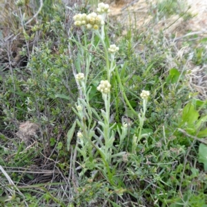 Pseudognaphalium luteoalbum at Yass River, NSW - 11 Oct 2020