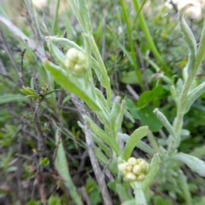 Pseudognaphalium luteoalbum at Yass River, NSW - 11 Oct 2020