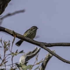 Pyrrholaemus sagittatus (Speckled Warbler) at Carwoola, NSW - 4 Oct 2020 by JonSteinbeck