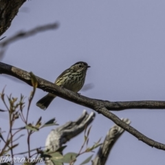 Pyrrholaemus sagittatus (Speckled Warbler) at Cuumbeun Nature Reserve - 3 Oct 2020 by BIrdsinCanberra