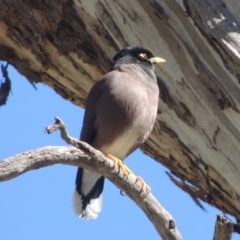 Acridotheres tristis (Common Myna) at Gordon, ACT - 26 Aug 2020 by michaelb