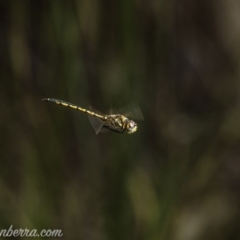 Hemicordulia tau (Tau Emerald) at Cuumbeun Nature Reserve - 3 Oct 2020 by BIrdsinCanberra