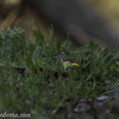 Acanthiza chrysorrhoa (Yellow-rumped Thornbill) at Carwoola, NSW - 4 Oct 2020 by BIrdsinCanberra