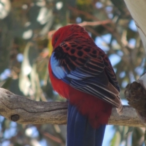 Platycercus elegans at Gordon, ACT - 26 Aug 2020