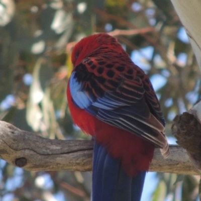 Platycercus elegans (Crimson Rosella) at Lanyon - northern section A.C.T. - 26 Aug 2020 by michaelb