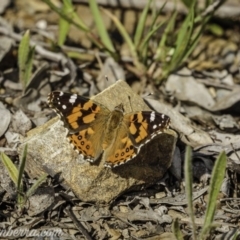 Vanessa kershawi (Australian Painted Lady) at Carwoola, NSW - 4 Oct 2020 by JonSteinbeck